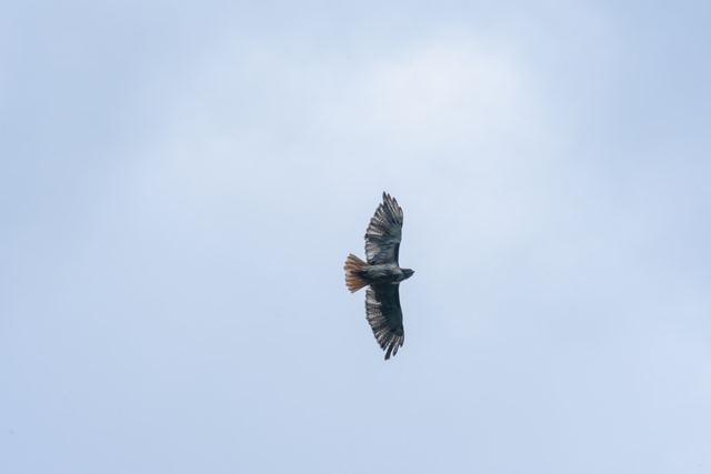 Red-tailed Hawk