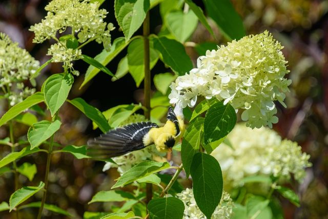 American Goldfinch