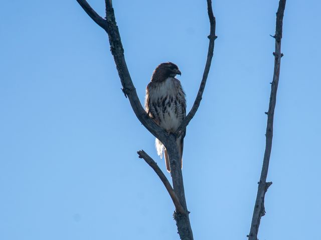 Red-tailed Hawk