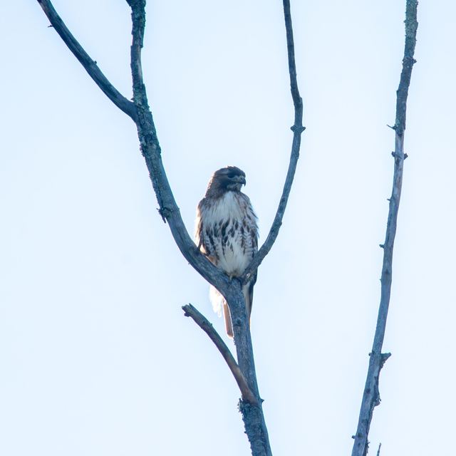 Red-tailed Hawk