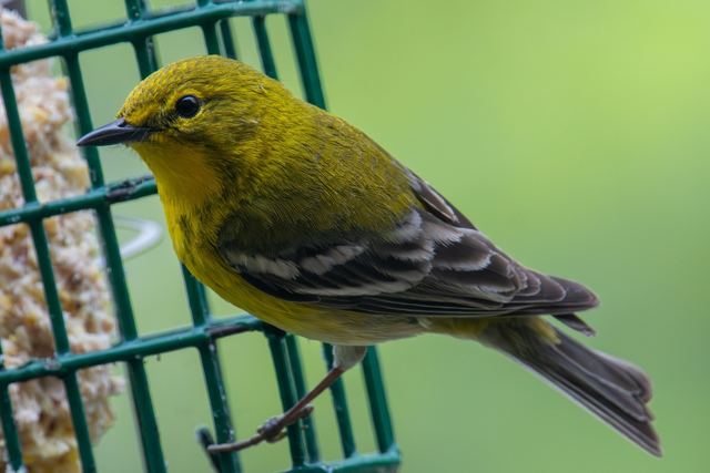 Pine Warbler