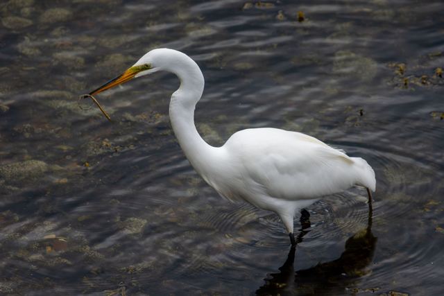 Great Egret