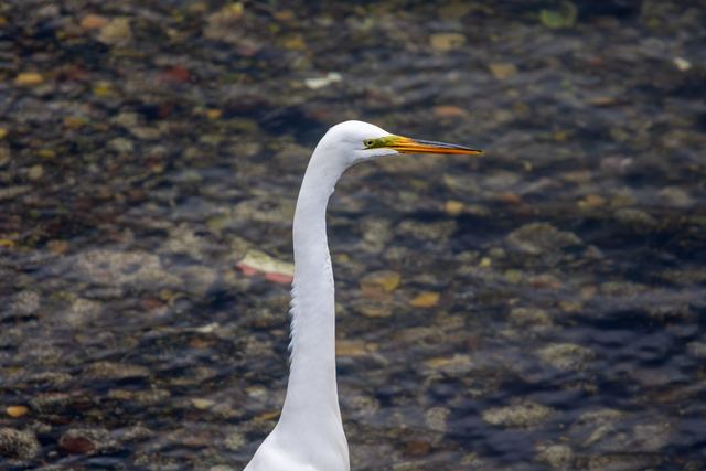 Great Egret