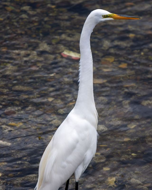Great Egret