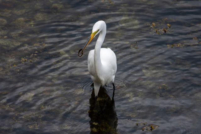 Great Egret