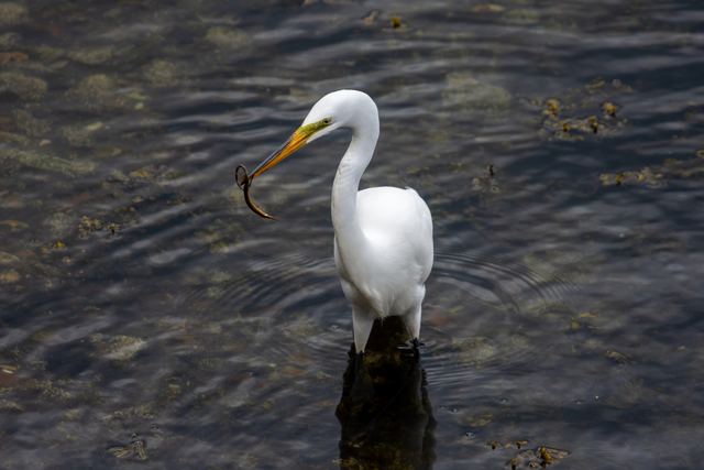 Great Egret