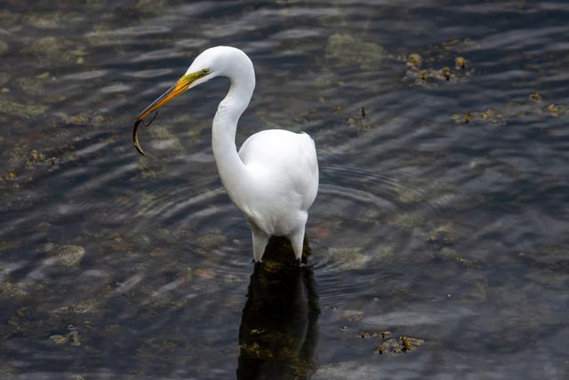 Great Egret
