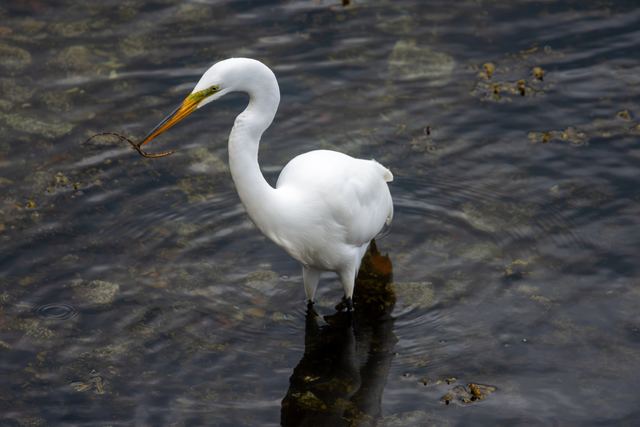 Great Egret