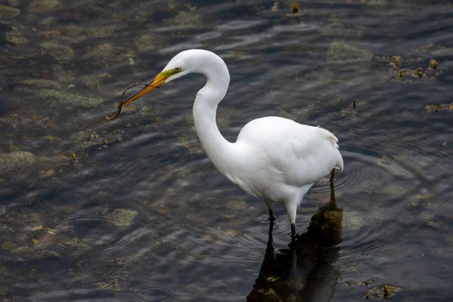Great Egret