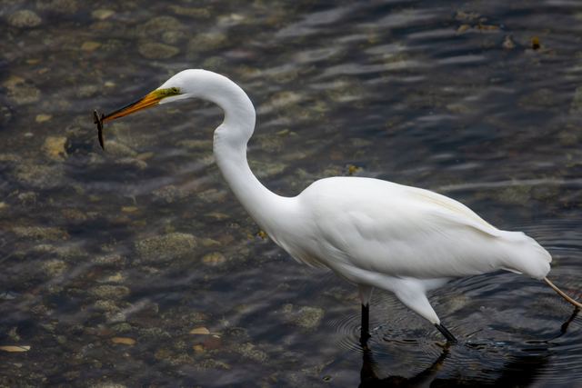 Great Egret