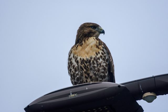 Red-tailed Hawk