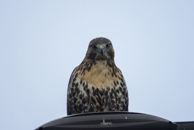 Red-tailed Hawk