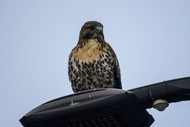 Red-tailed Hawk