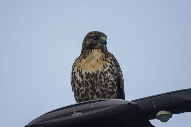 Red-tailed Hawk
