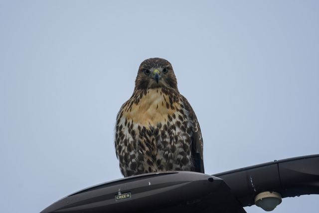 Red-tailed Hawk