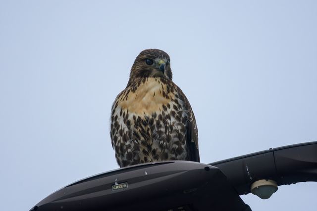 Red-tailed Hawk