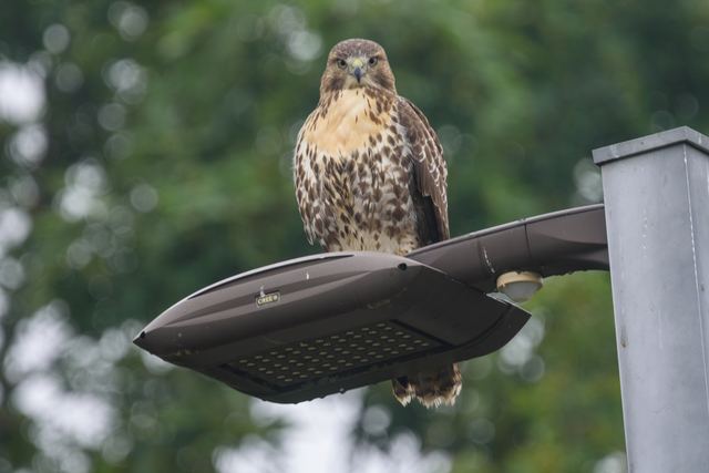 Red-tailed Hawk