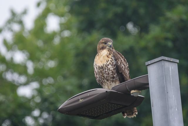 Red-tailed Hawk