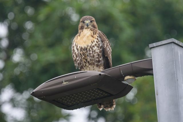 Red-tailed Hawk