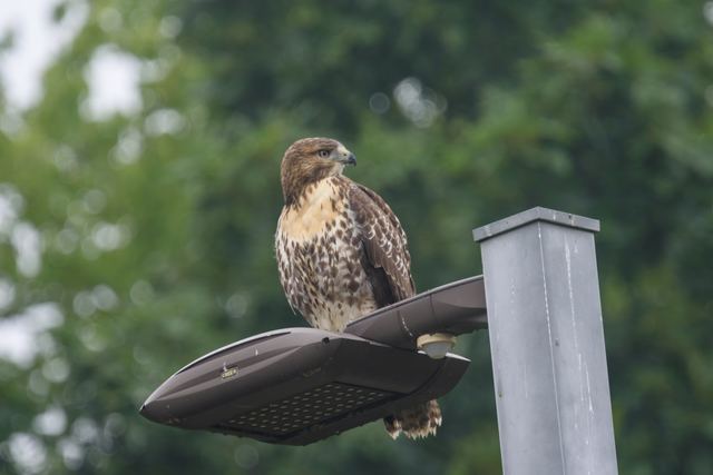 Red-tailed Hawk