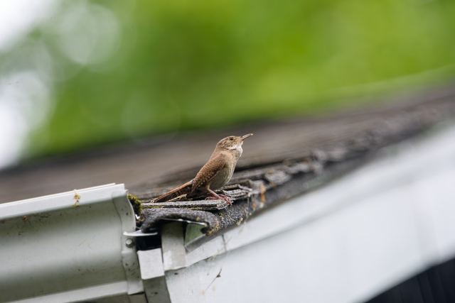Northern House Wren