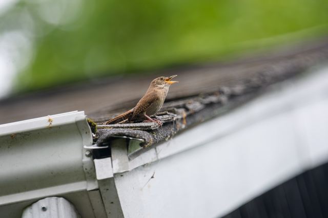 Northern House Wren