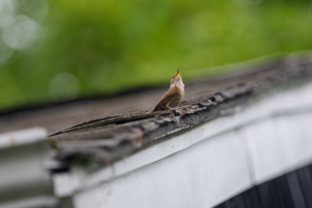 Northern House Wren