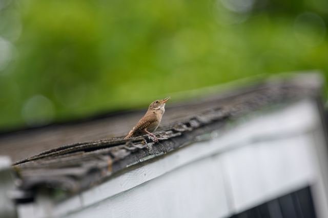 Northern House Wren