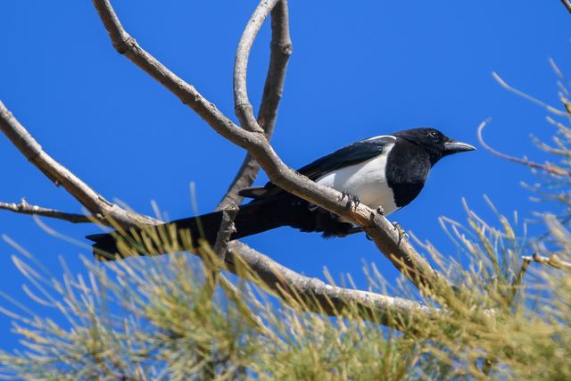 Eurasian Magpie