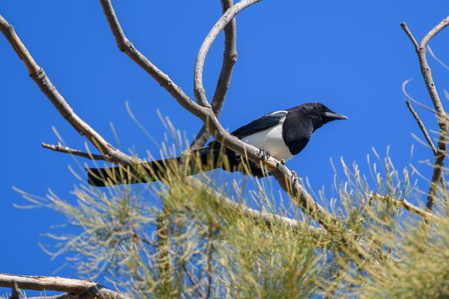 Eurasian Magpie