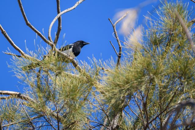 Eurasian Magpie