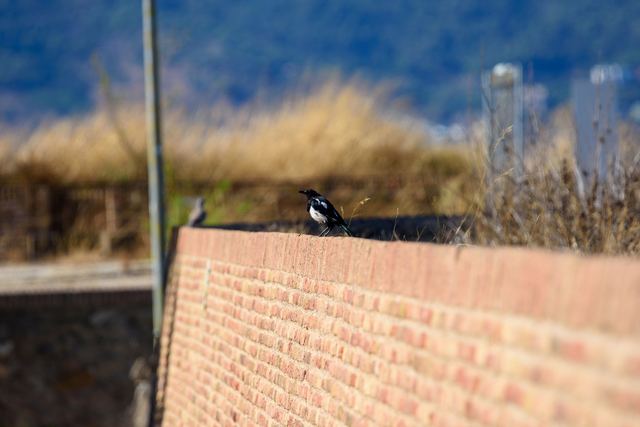 Eurasian Magpie