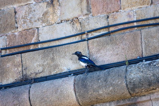 Eurasian Magpie