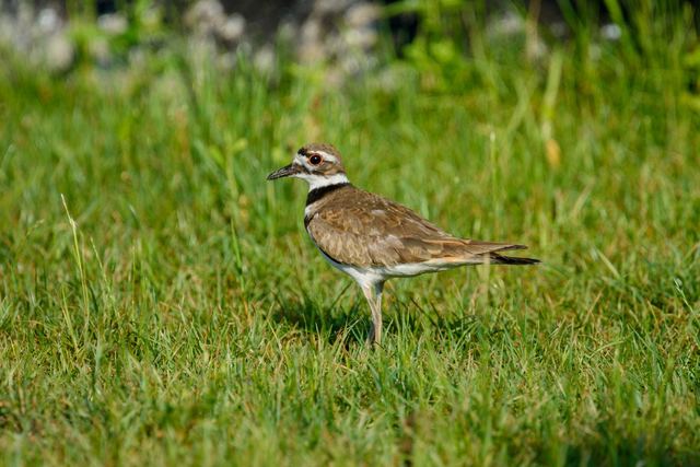 Killdeer