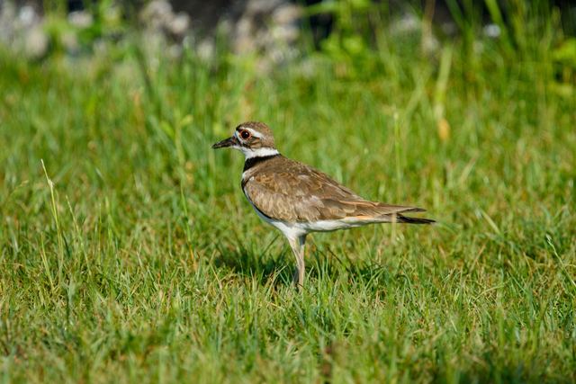 Killdeer