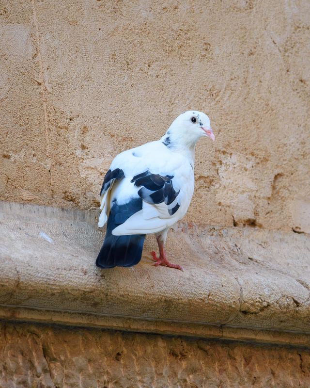 Rock Pigeon