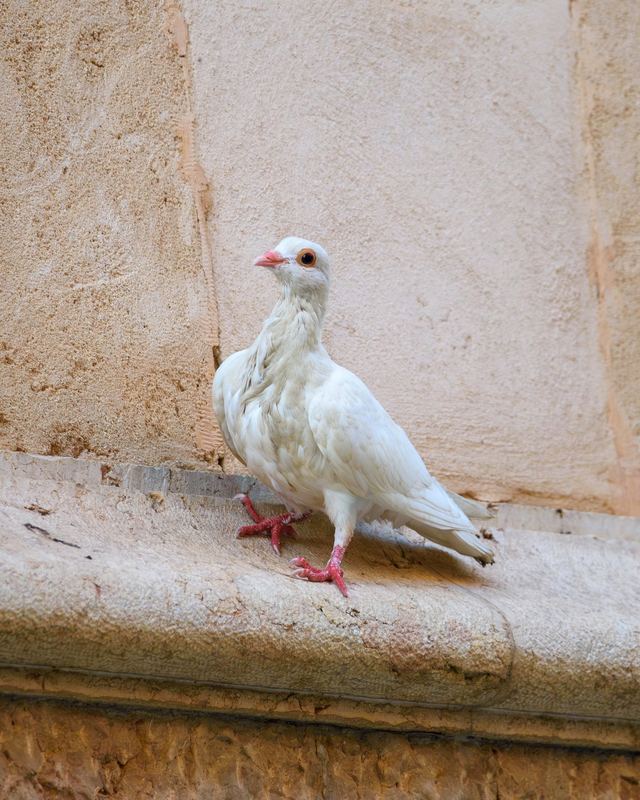 Rock Pigeon