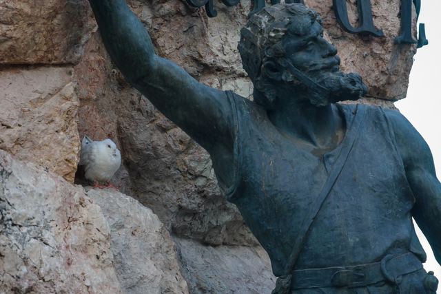 Rock Pigeon