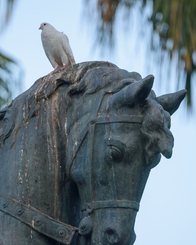 Rock Pigeon