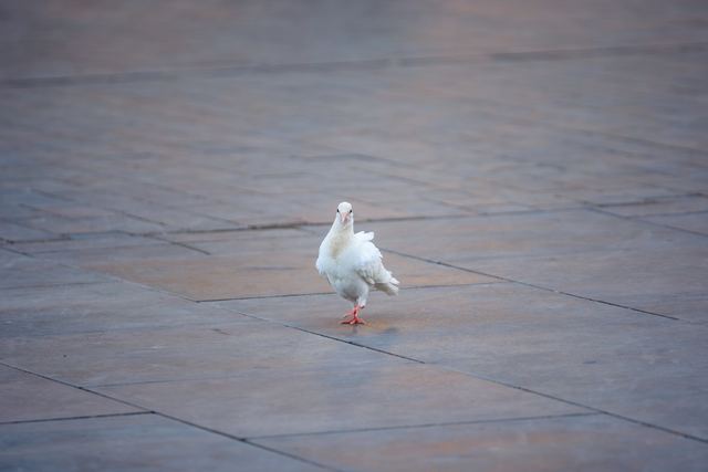 Rock Pigeon