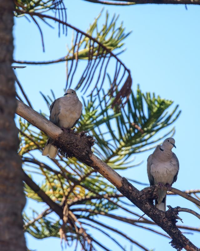 Eurasian Collared-Dove