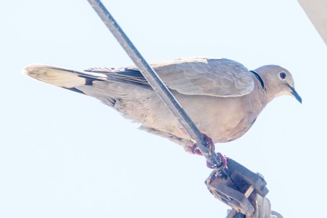 Eurasian Collared-Dove