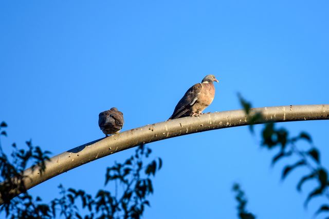Common Wood Pigeon