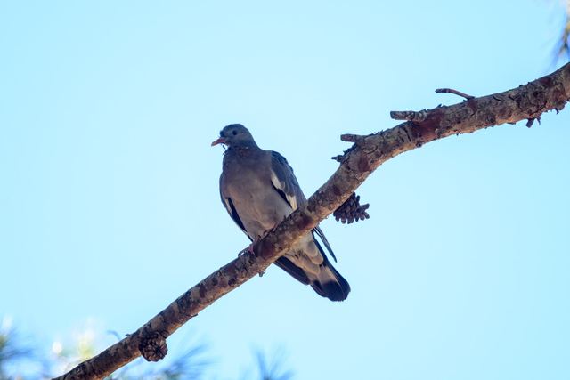 Common Wood Pigeon
