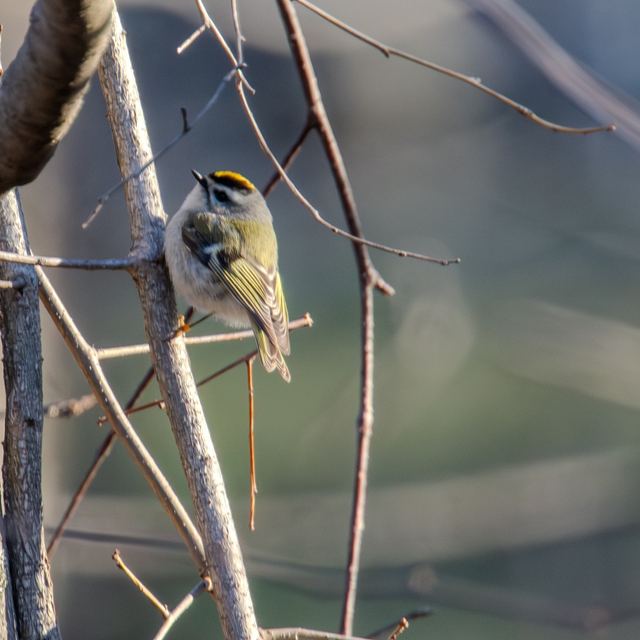 Golden-crowned Kinglet