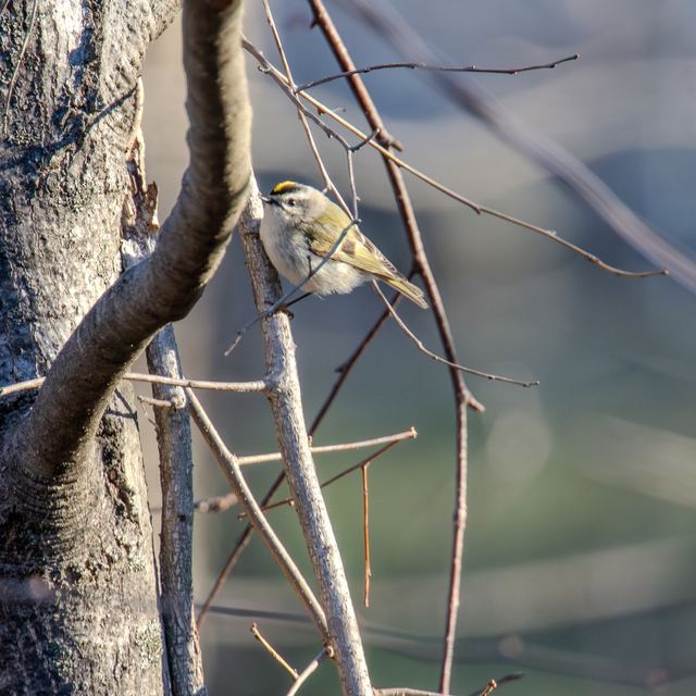 Golden-crowned Kinglet