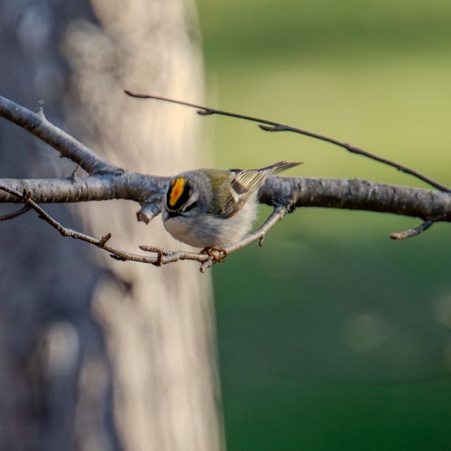 Golden-crowned Kinglet