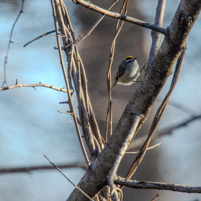 Golden-crowned Kinglet