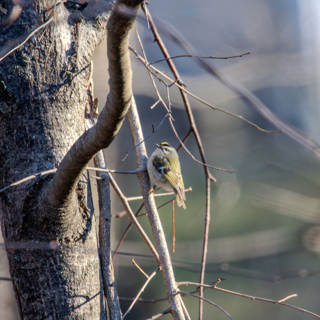Golden-crowned Kinglet