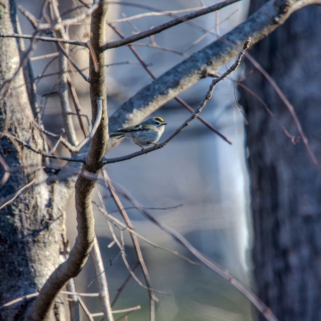 Golden-crowned Kinglet